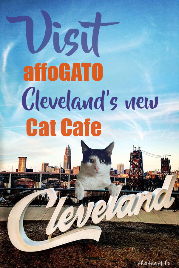 Cleveland Cat Cafe