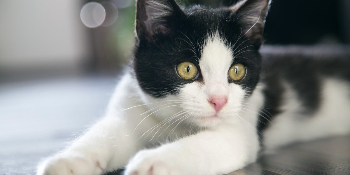 Murfreesboro Cat Cafe