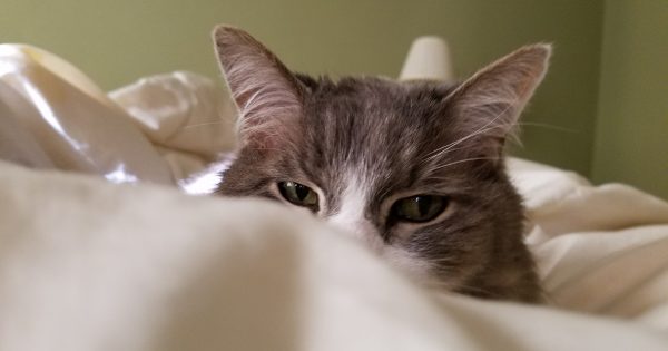 Cozy cat – That Cat Life