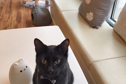 Blue, Adoptable affoGATO cat