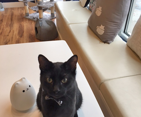 Blue, Adoptable affoGATO cat