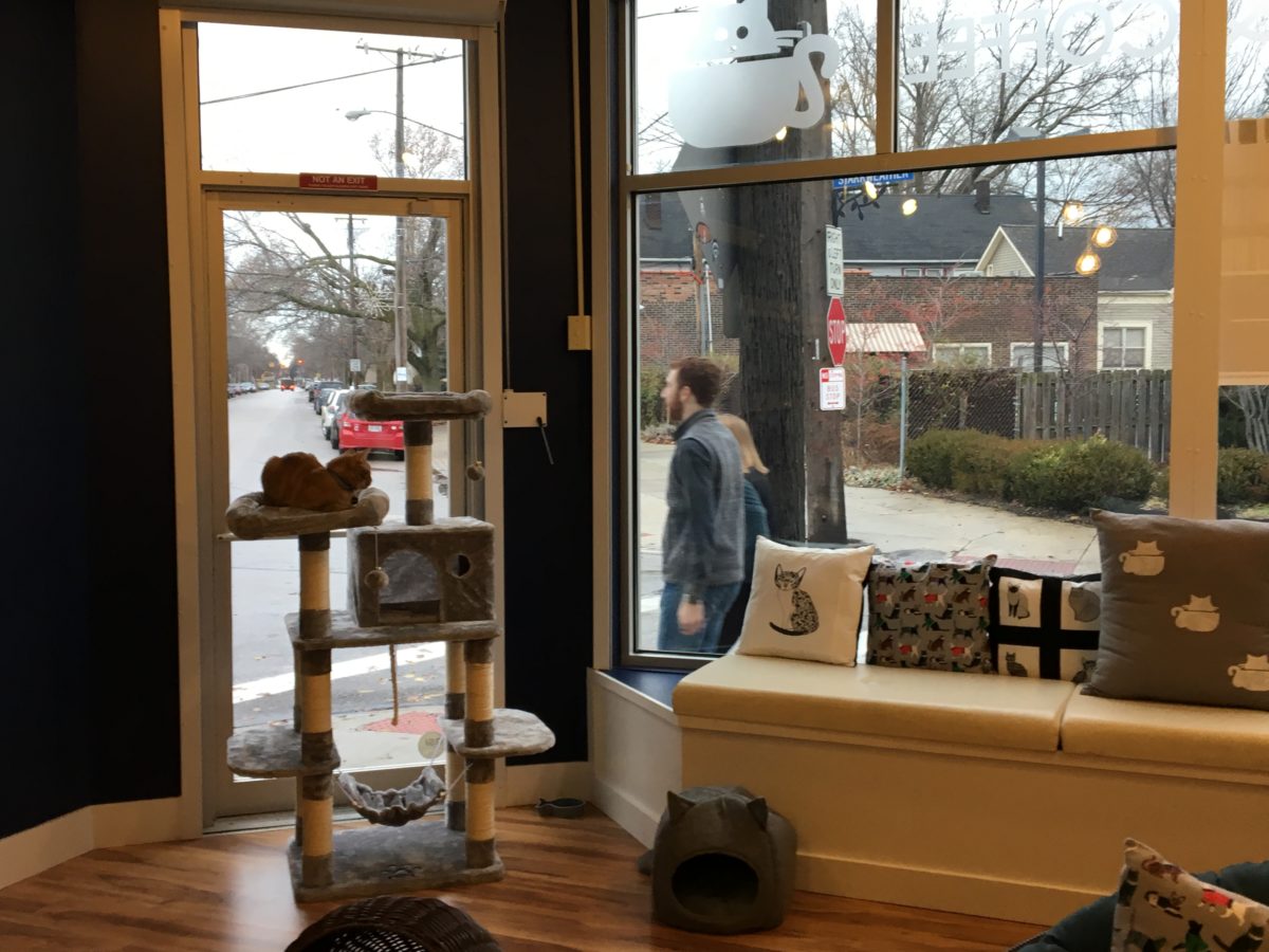 Gaga for affoGATO! Your first look at the Cleveland Cat Cafe Now Open(00)
