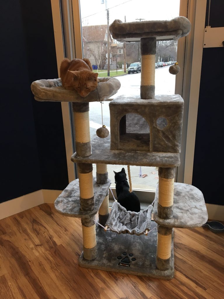 Cat Tree at affoGATO