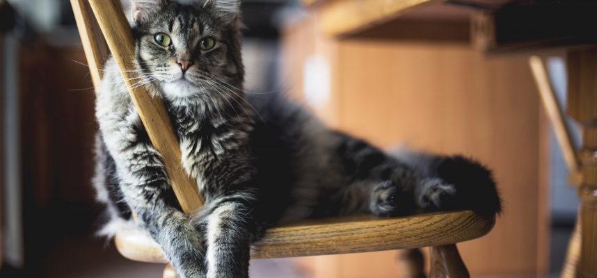 Cat Cafe