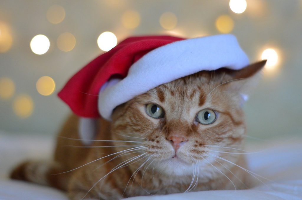 Santa Cat