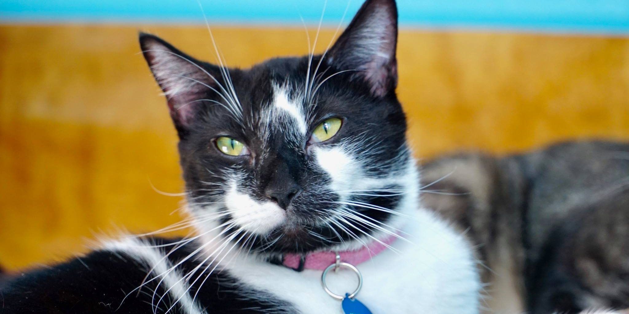 Crescent City Cat Club Cat