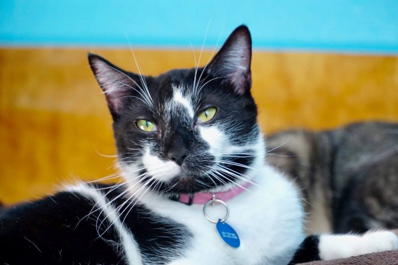 Crescent City Cat Club Cat Crescent City Cat Club Cat