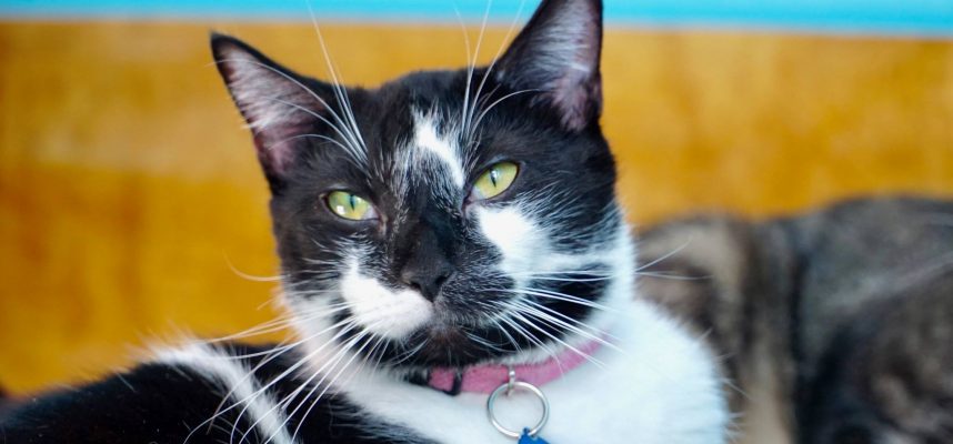 Crescent City Cat Club Cat