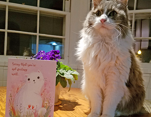 Get Well Cat