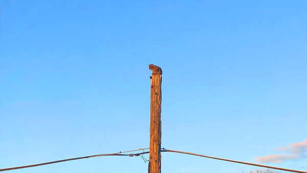 Cat stranded on telephone pole