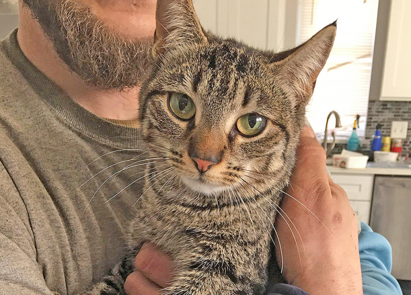 Princess Cat Rescue Cat