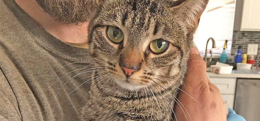 Rescue Cat