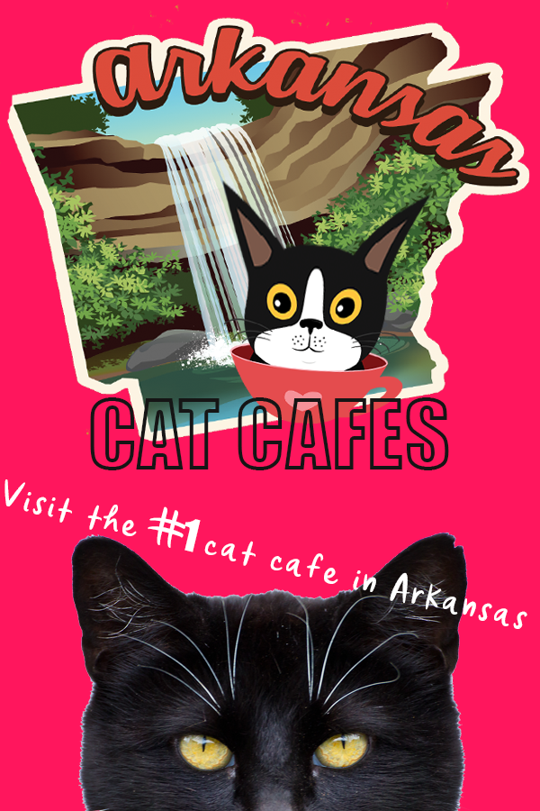 Arkansas Cat Cafes