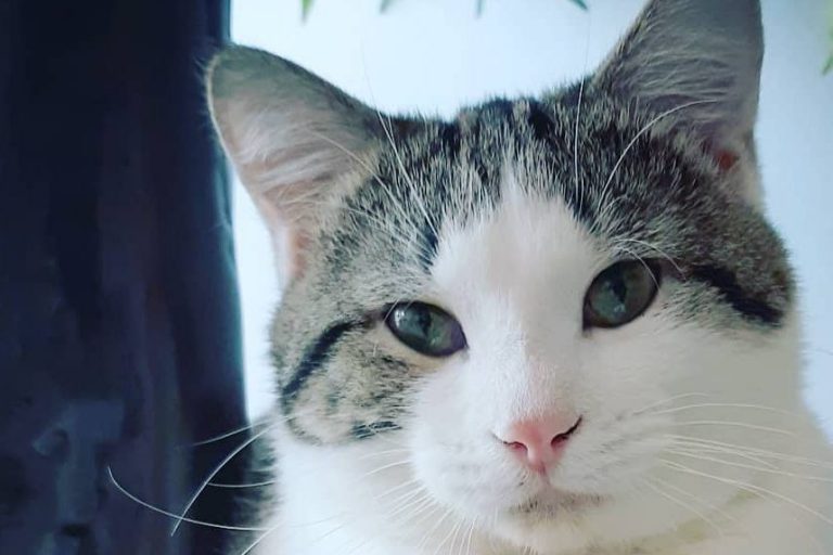 Chattanooga Cat Cafe