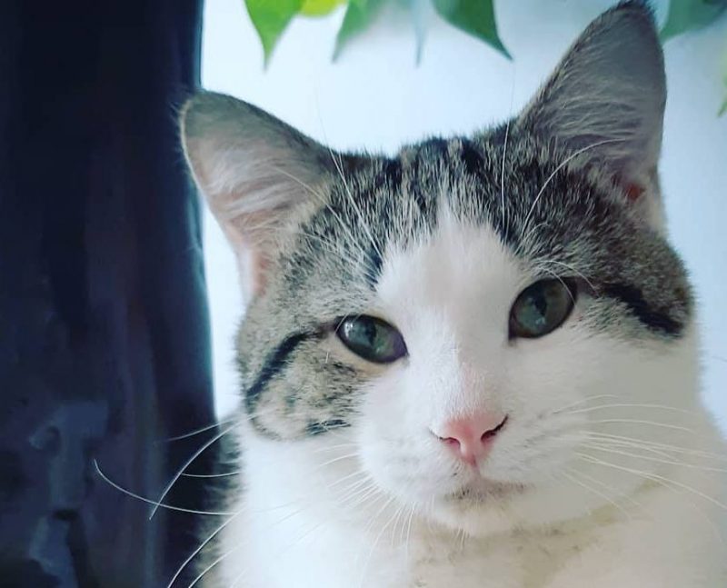 Chattanooga Cat Cafe