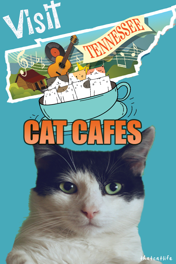 Tennessee cat cafes are tops! Check out these four terrific cat cafes -each is unique and fabulous #Tennessee
