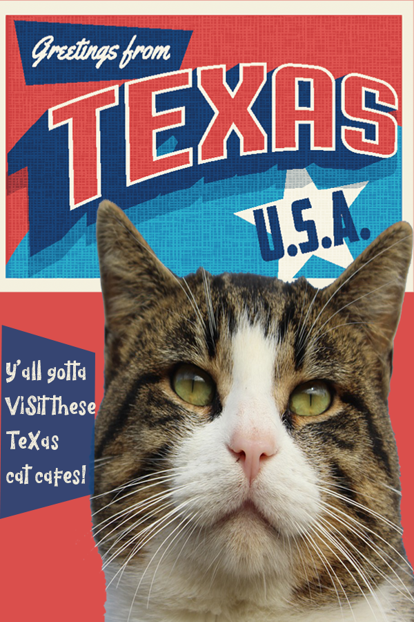 Texas Cat Cafes That Cat Life