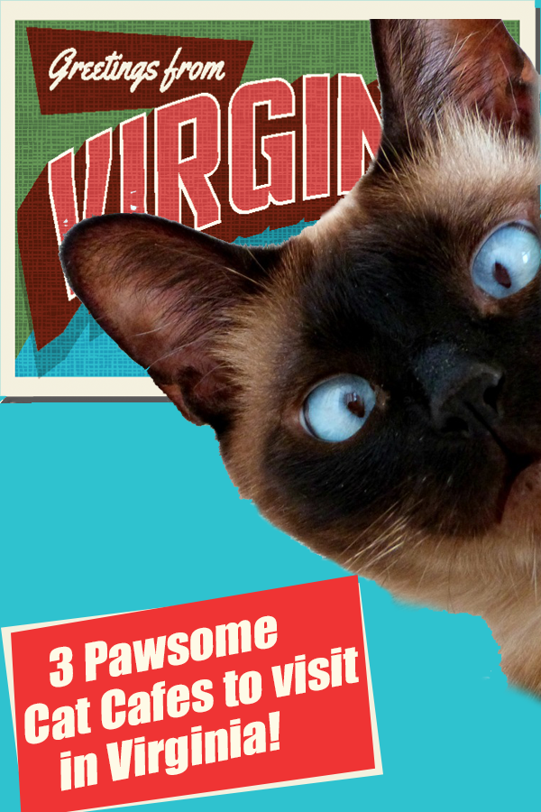 See all the Virginia cat cafes! Visit one or visit all for a unique Virginia cat cafe experience.