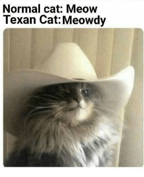 Texas Cat Cafe