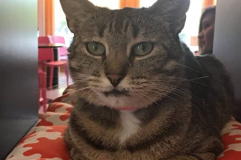 Purr & Pour Cat Cafe