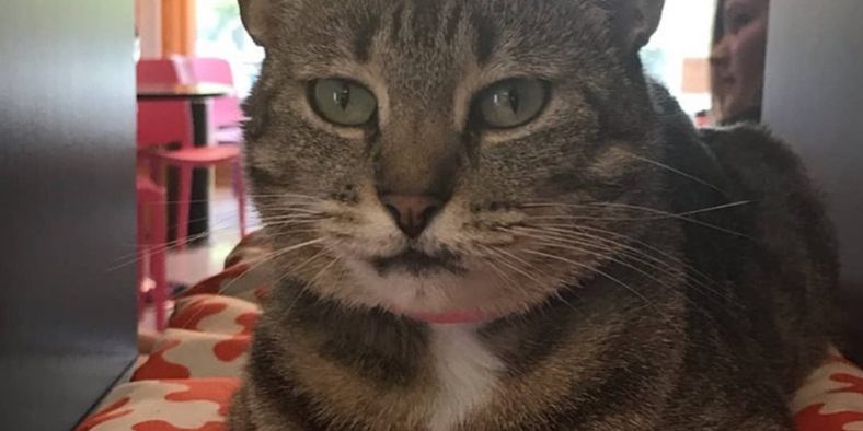 Purr & Pour Cat Cafe