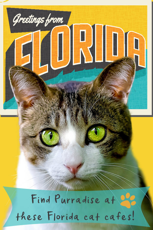 Florida Cat Cafes