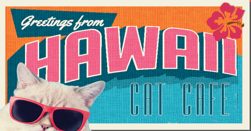 Hawaii Cat Cafes That Cat Life