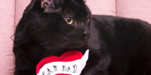 Black cat with cat dad toy