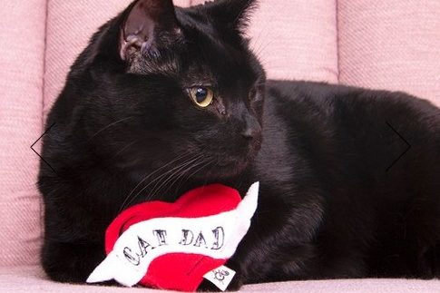 Black cat with cat dad toy