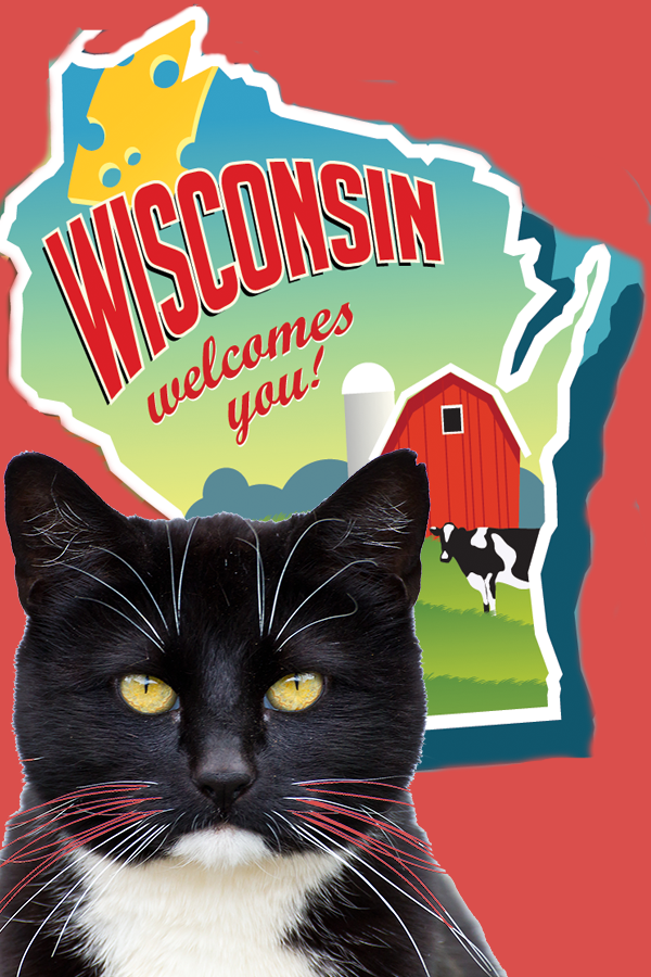 Wisconsin Cat Cafes That Cat Life