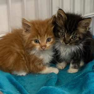 Cat Cafe Rescue