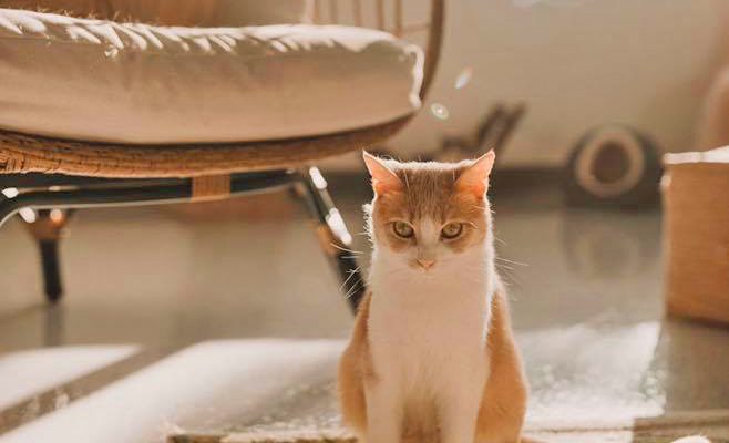 Knead CATffeine