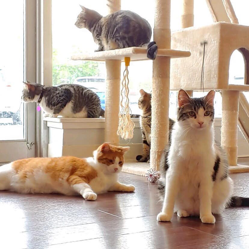 Cat cafe near sales me