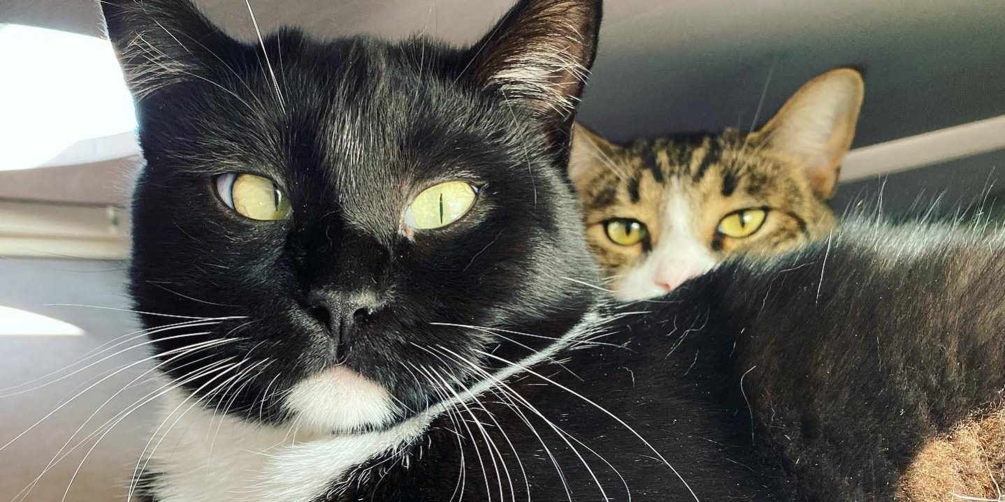 Caturday Cat & Kitten Lounge