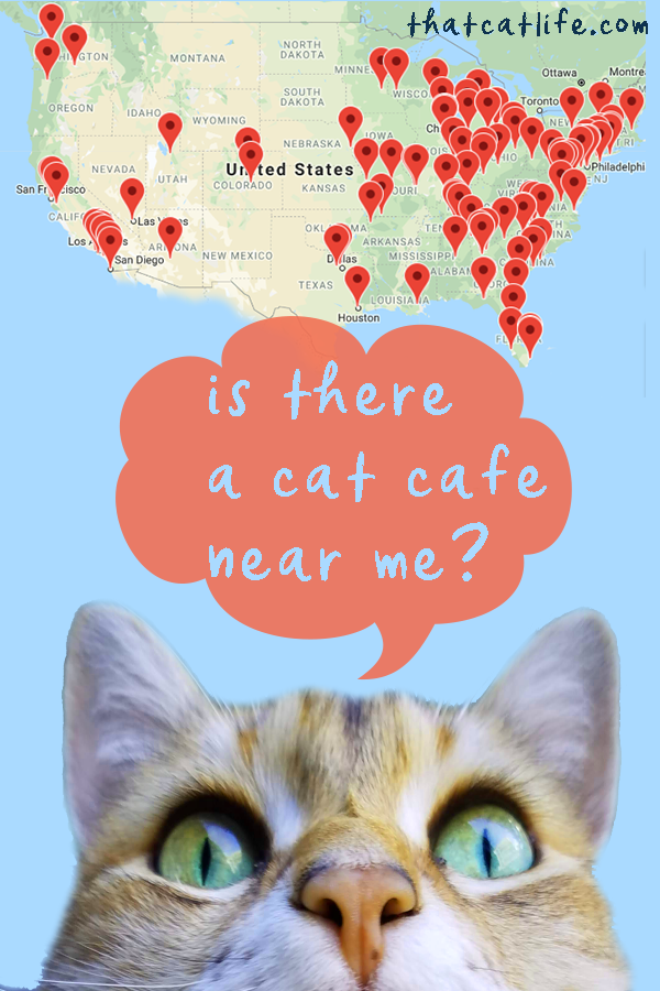 Cat Cafe Near Me