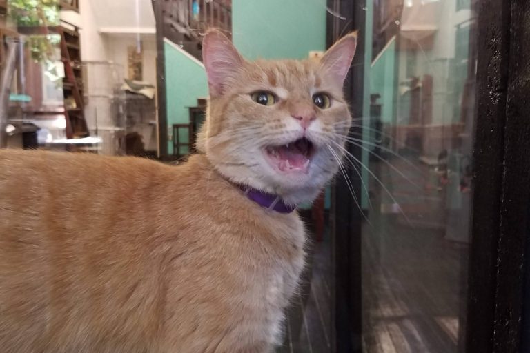 Cheshire Grin Cat Cafe