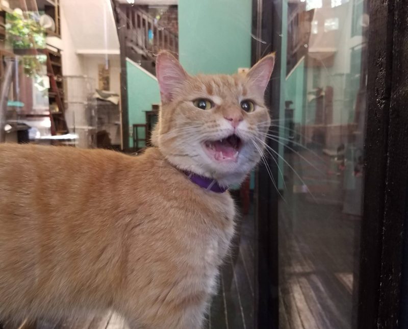 Cheshire Grin Cat Cafe Cheshire Grin Cat Cafe