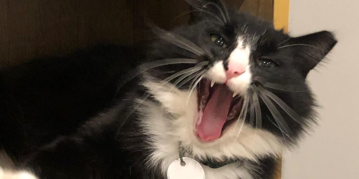 Pennsylvania Cattfeinated Cat Cafe That Cat Life