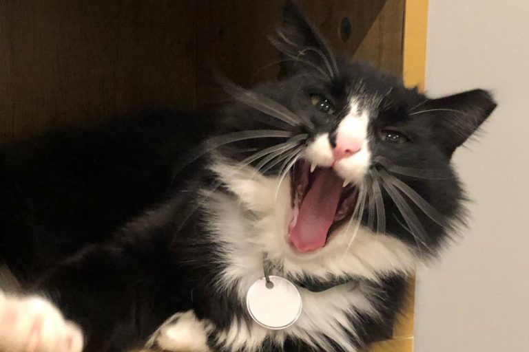 Cattfeinated Cat Cafe