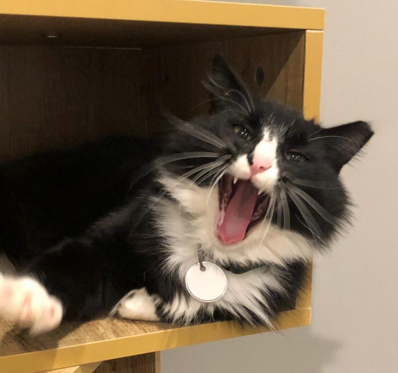 Cattfeinated Cat Cafe Cattfeinated Cat Cafe