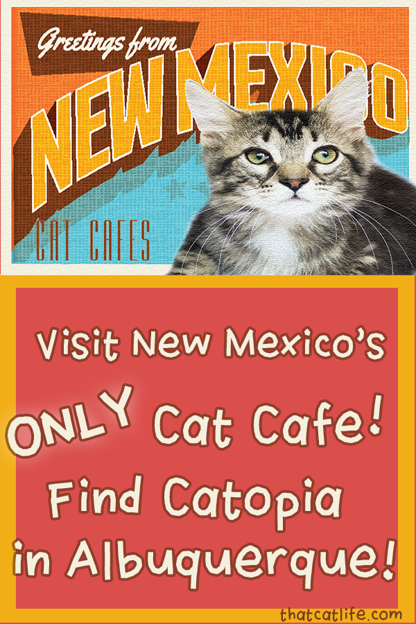 New Mexico Cat Cafe
