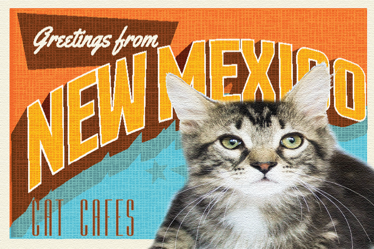 New Mexico Cat Cafe