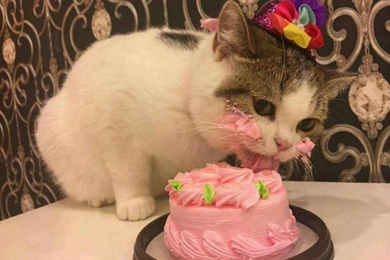 Cat birthday