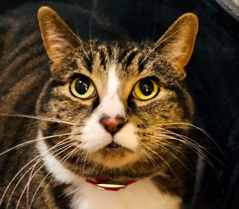 Lucky Cat Cafe Lucky Cat Cafe