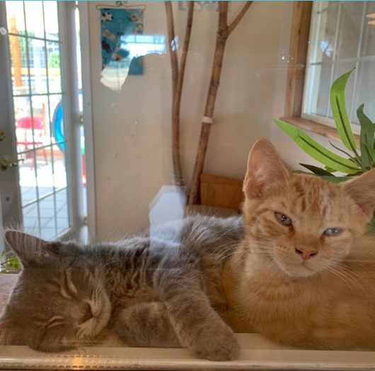 Calico Cat Cafe & Barkery