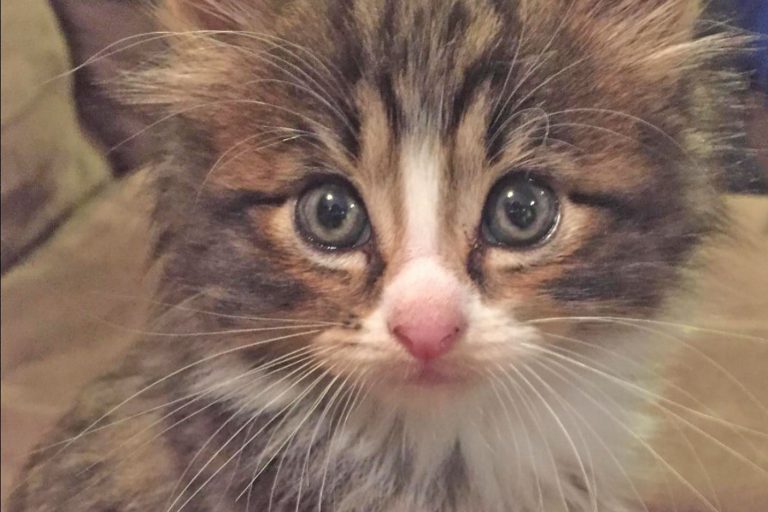 Catpurrcinos Cat Cafe