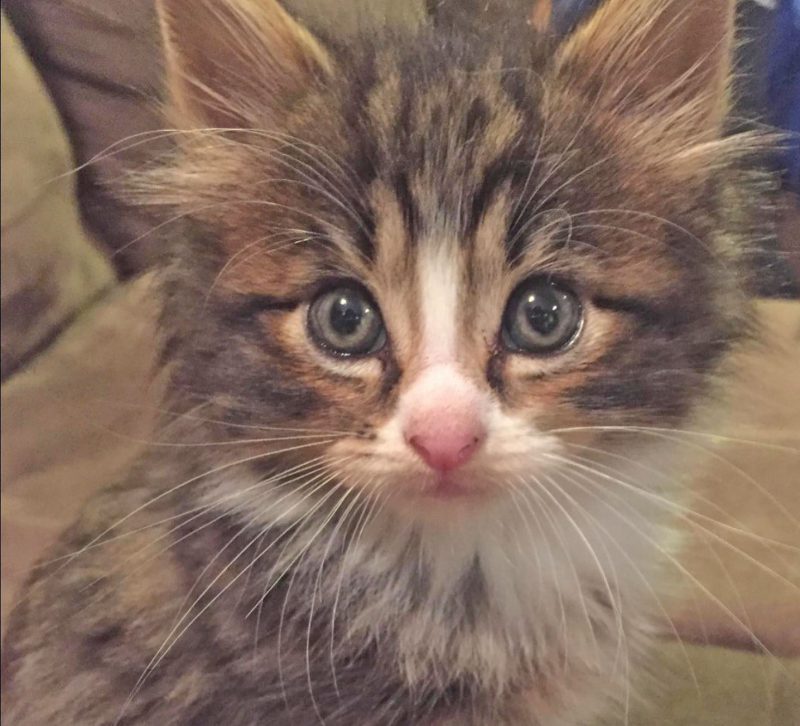 Catpurrcinos Cat Cafe Catpurrcinos Cat Cafe