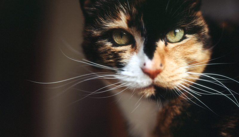 Calico Cat Cafe Calico Cat Cafe