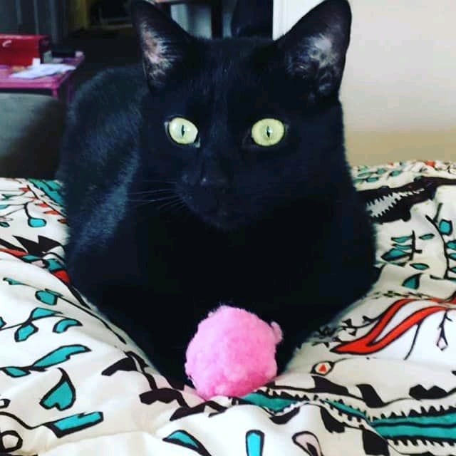 Nine Lives Lounge Nine Lives Lounge