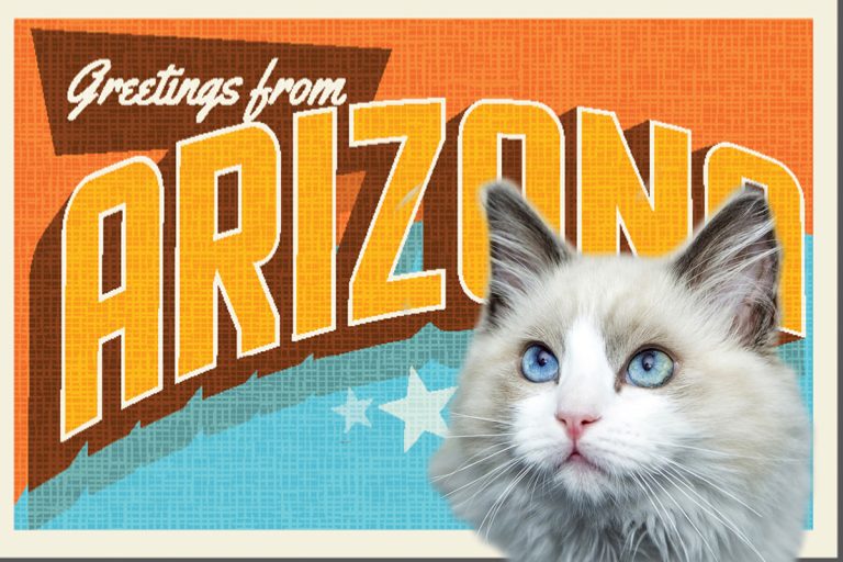 Arizona Cat Cafes That Cat Life